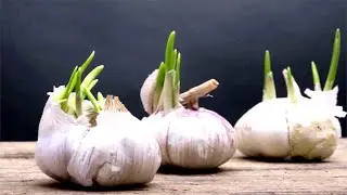 Why You Should Never Throw Away Sprouted Garlic!