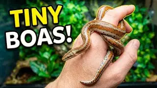 7 Small Boa Species That Stay Tiny!