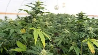 True or False: Hemp will be a more profitable American industry than Marijuana in 10 years.