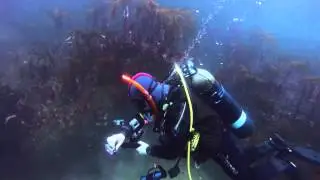Maiden City Sub Aqua Club's Tower Dive