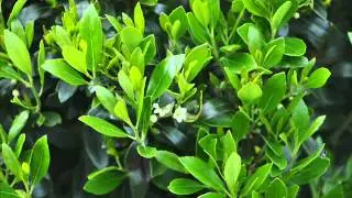 Inkberry Hollies We Grow and Sell ....Shamrock Hollies