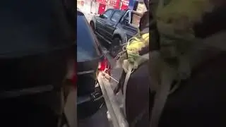 Horse breaks car