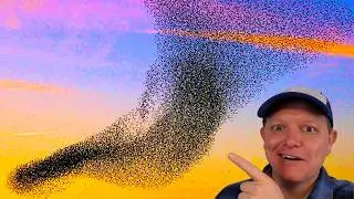I Didn't know Birds use Math in Murmurations! - Smarter Every Day 234