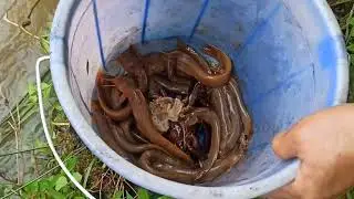 Traditional style of Fishing,(Rithi) without hook, without line, checkout this Video😊