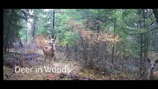 Deer Lake Outdoor Animal Cam