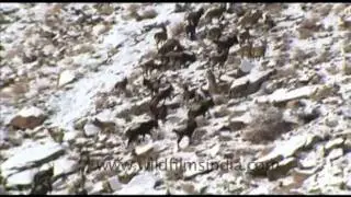 Ibex in Ladakh