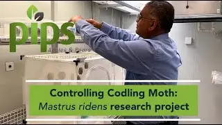 Controlling codling moth: Mastrus ridens research project