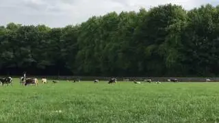 Mooooo