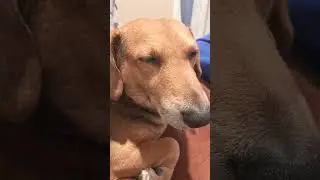 #funny #cute  My dog in every different photos