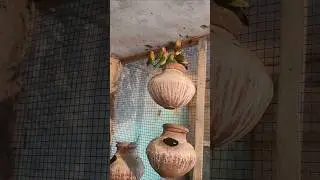 Love birds 💫🦜⚡#lovebirds #budgies #birds #parrot #nest #lovebirdsfarming #avairy #finch #egg #bird 😍