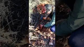 Using a Hammer & Chisel to Free Gold from Host Rock!