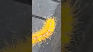 That's a weird looking caterpillar 👀 #caterpillar #weird #bright #youtuber #viral