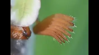 Gewone meikever Melolontha melolontha, vrouw en man