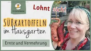 Süßkartoffeln 🥔 ernten und vermehren für die nächste Saison 🌾