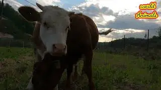 Discovery Videos| African Cows|#discoverychannel