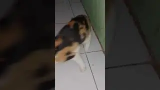 MY TOM & JERRY IN REAL LIFE || ChaCha24