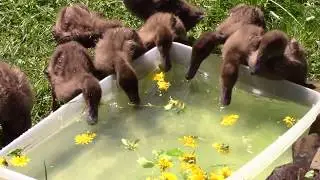 Ducklings Day Out