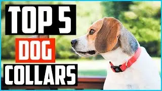 Top 5 Best Dog Collars in 2026