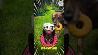 DonuTime part 2 🐶‼️🍩💕 #cutedog #donuts