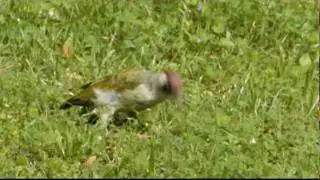 Nikon D3s + 600 mm AF-S VR + TC 20 E III = 1200 mm, Testsample
