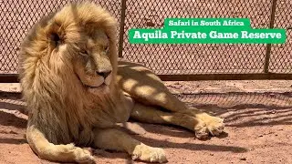 Safari in South Africa | Aquila Private Game Reserve