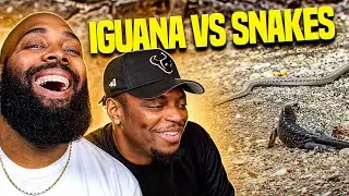 We Reacted to New Born Iguanas vs Snakes w/ @Tray
