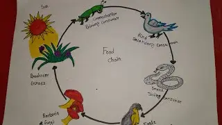 how to draw Food Chain diagram easy |Food cycle drawing easy |Food Chain cycle drawing