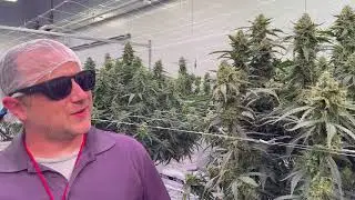 Everglades OG Feminized Autoflower seeds from Happy Valley Genetics