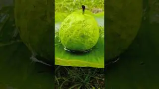 Amazing tasty masala pyara | guava makha making skills #guavarecipe #pyaramakharecipe