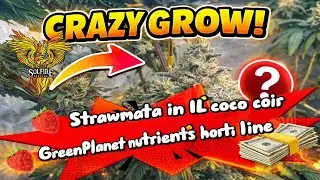 Solfire Strawmata 5x5 Tent Grow
