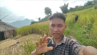 Crops Harvesting Season At Jhum Cultivation of Wancho Tribe At Patkai Hills || Explore By Hokho Boy