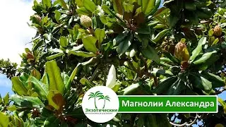 Магнолии Александра (Magnolia grandiflora &laquo;Little Gem&raquo;)