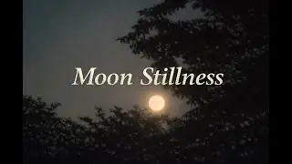 [Meditative BGM] 🌕 나뭇잎 사이 비치는 보름달 아래 고요한 밤 🌌 Quiet Moonlit Night Minimal Jazz 🌕