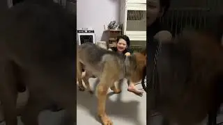 +Content inspiration sharing plan If you don't have a dog, you don't know the fun of raising a dog.