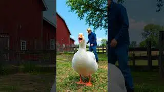 Happy Goose Greets Its Human Friend! 🪿👋 | Farmyard Joy
