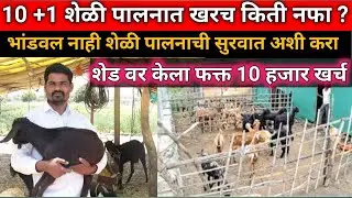 १० + १  शेळीपालनात  नक्की किती  नफा |goat farming |shelipaln | bakri farm| aagle