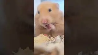 Hamster is cleaning himself🥰