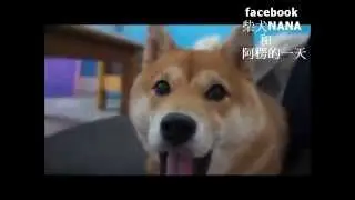 【柴犬Nana(奈奈)】台灣會模仿簡單詞語和控制音量大小聲的柴犬