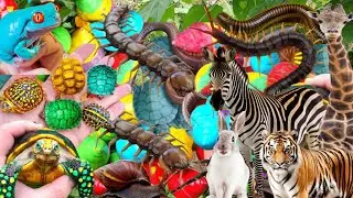 Animals, Millipedes, Hermit Crabs, Centipedes, Scorpions, Fish, Clams, Snails,Turtles,Crab#me80