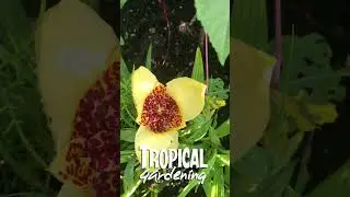 Flowers for a UK tropical garden #shortsvideo