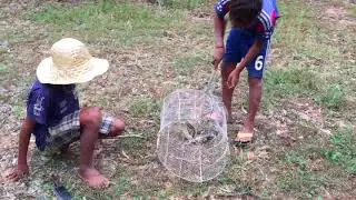 Amazing Boys Catching Big Snake Use Snake Trap - How to catch snake with hand and safe