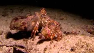 Hermit crab releasing hatching eggs