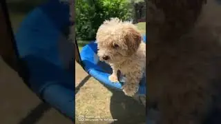 Poochon life #Bichon #Poodle #puppy #puppies #puppylove #poochon #happydog #love #puppyplay