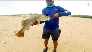 💥🔥🎣Barramundi on Artificial Shrimp🎣🔥💥செயற்கை இறாலில் பிடித்த கொடுவா மீன்