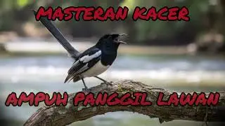 Mastera Kacer Ampuh Panggil Lawan #kacermania #masterankacer #kicaumania