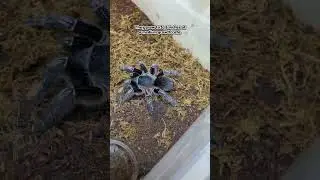 Costa Rican Zebra Knee Looks Stunning #tarantulashorts #tarantula #spider #arachnid #spidershorts