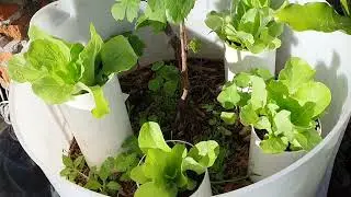 Tudo org&acirc;nico #hortas #plantas 