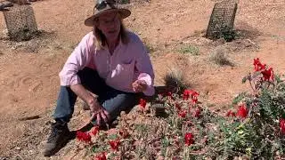 Sturt Desert Pea
