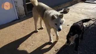 Akita Dog 