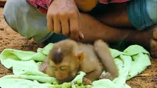 Wow! Daddy Help Groom Abandoned Baby Monkey Sovana Until Fall Asleep